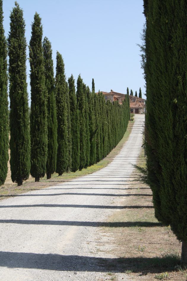 CIPRESSO - L’ALBERO DEI CIMITERI