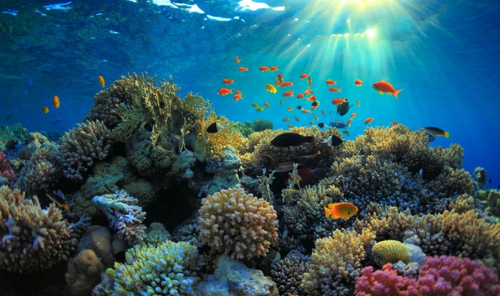 Missione posidonia, il silenzioso miracolo del mare